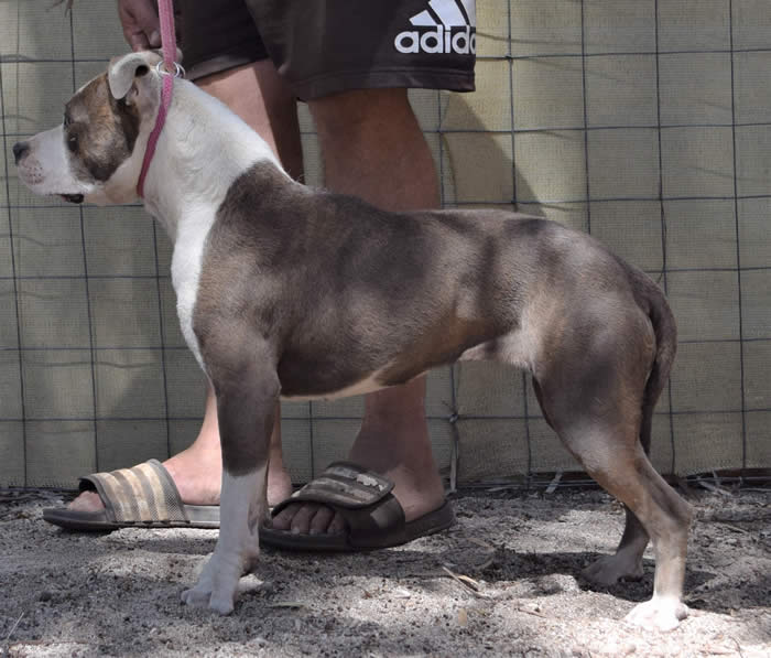 DDDawgs International Affair